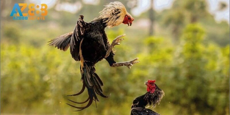 Đá Gà Az888: Trọn Bộ Thông Tin Cần Biết Nhất Cho Newbie