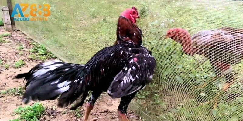 Giới thiệu khái quát về đá gà trực tuyến