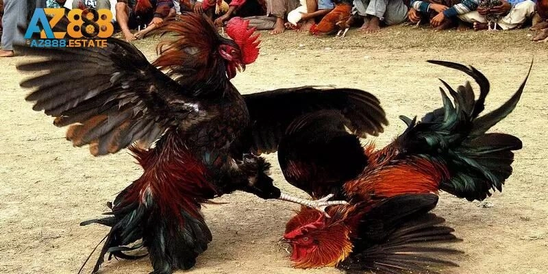 Vì sao đá gà chọi nằm trong top 1 được yêu thích?