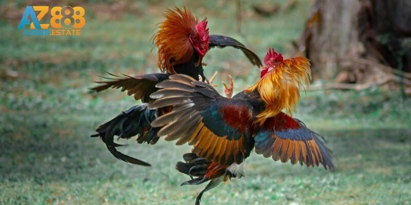 Cơ hội tận hưởng nhiều màn so tài đỉnh cao