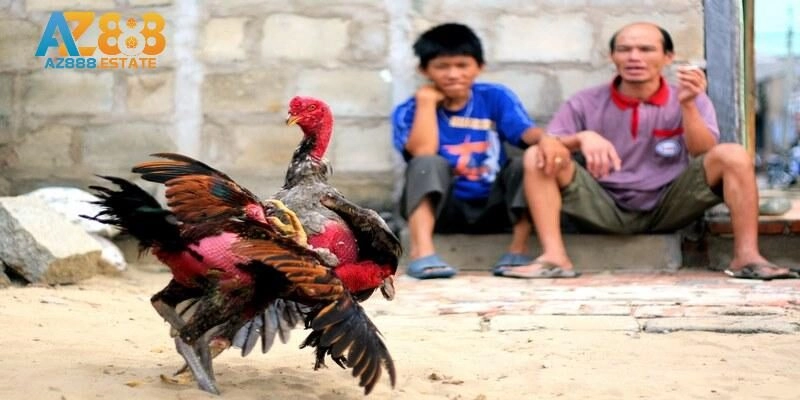 Trực tiếp đá gà, trực tiếp đá gà là gì?