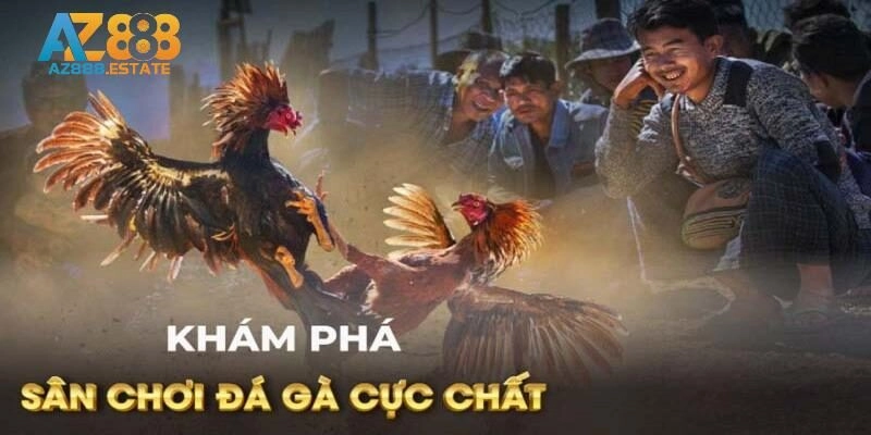 Theo Dõi Trực Tiếp Đá Gà – Mãn Nhãn Các Trận Đấu Lớn